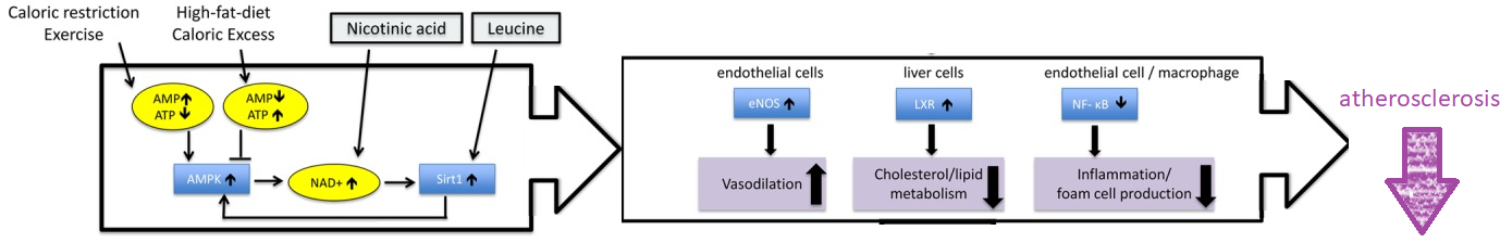 Leucine and niacin interactions