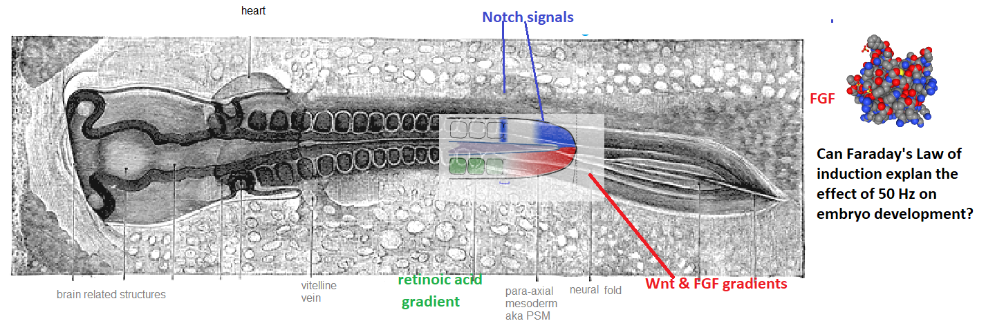 Protected: Prenatal PEMF