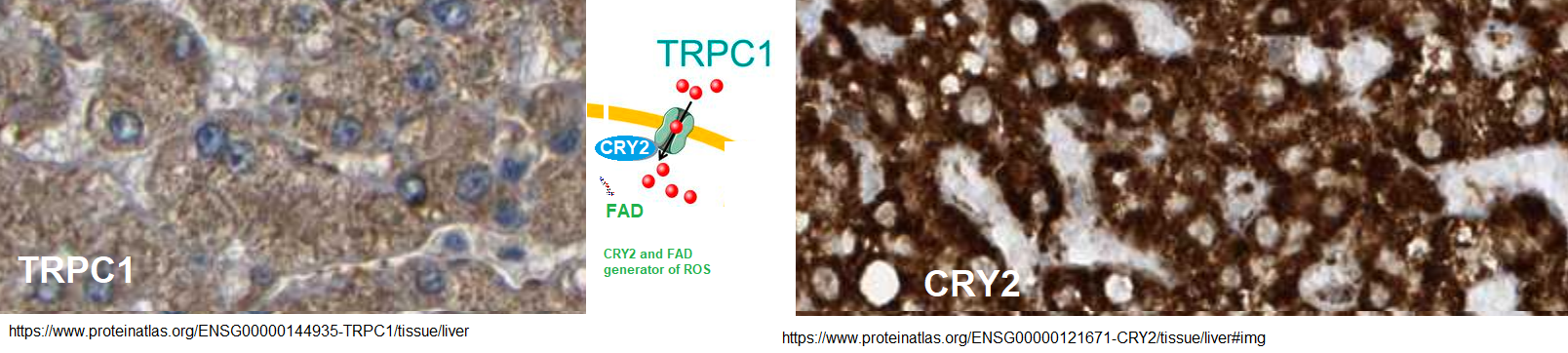 PEMF and fatty liver disease