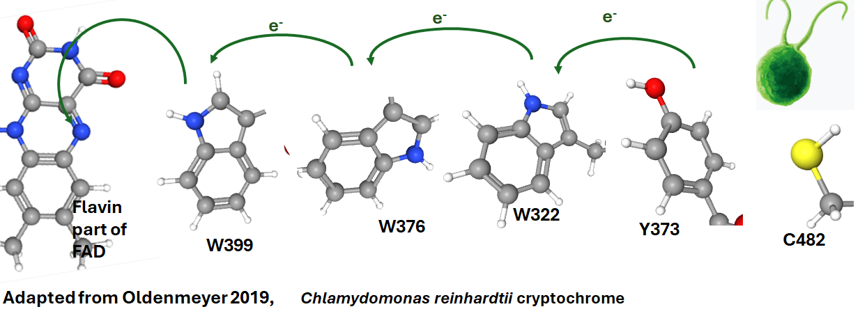 Cryptochrome and Red Biophotons