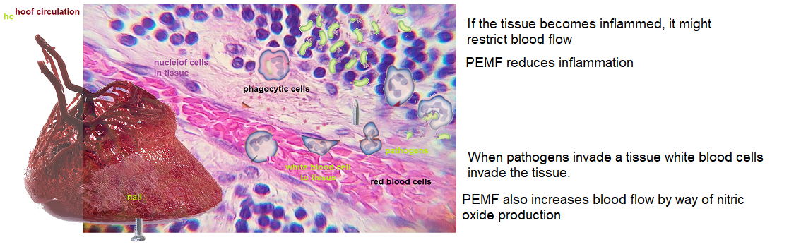 Magnawave hoof abscesses