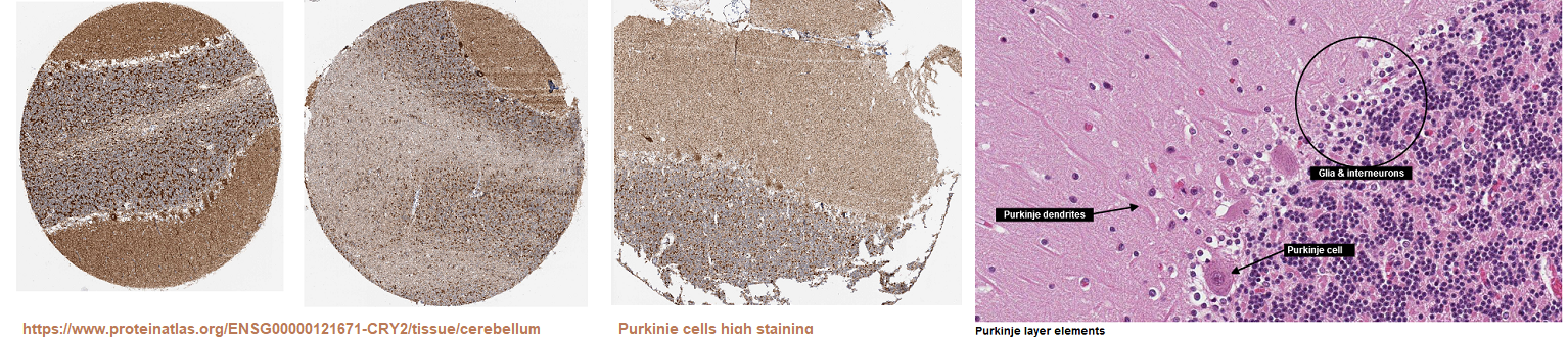 Cry2 and transcranial magnetic stimulation