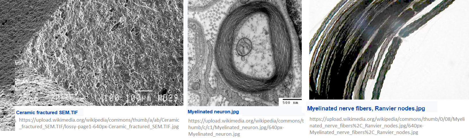 PEMF and myelinated neurons