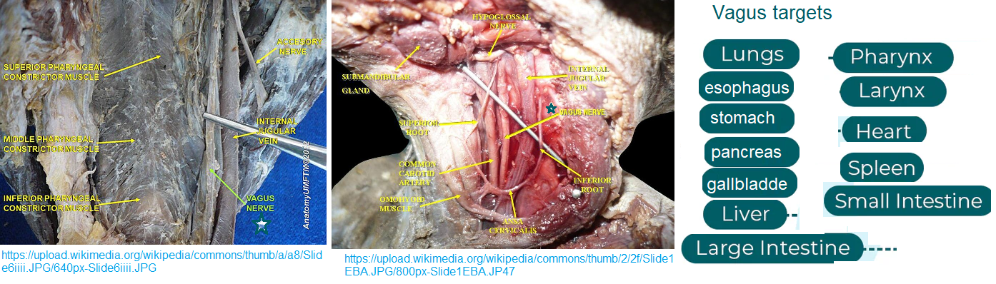 PEMF and the vagus nerve
