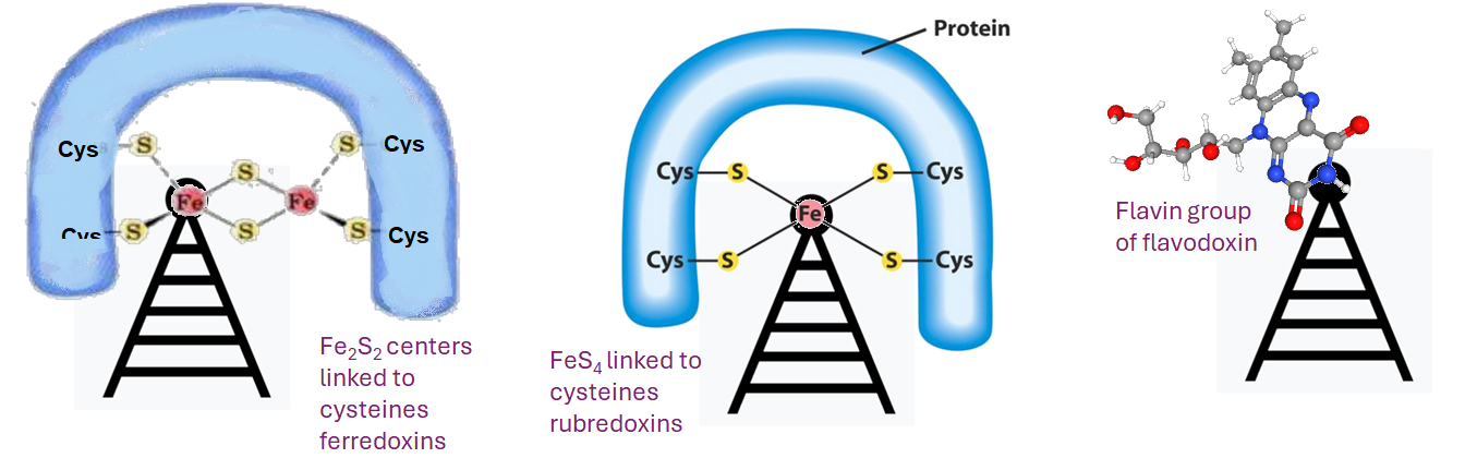 PEMF and the microbiome