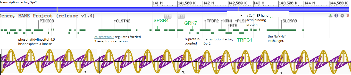 PEMF Wnt and cancer