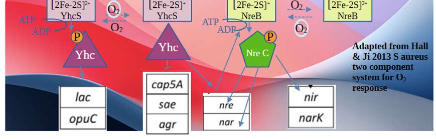 Staph aureus anaerobic growth