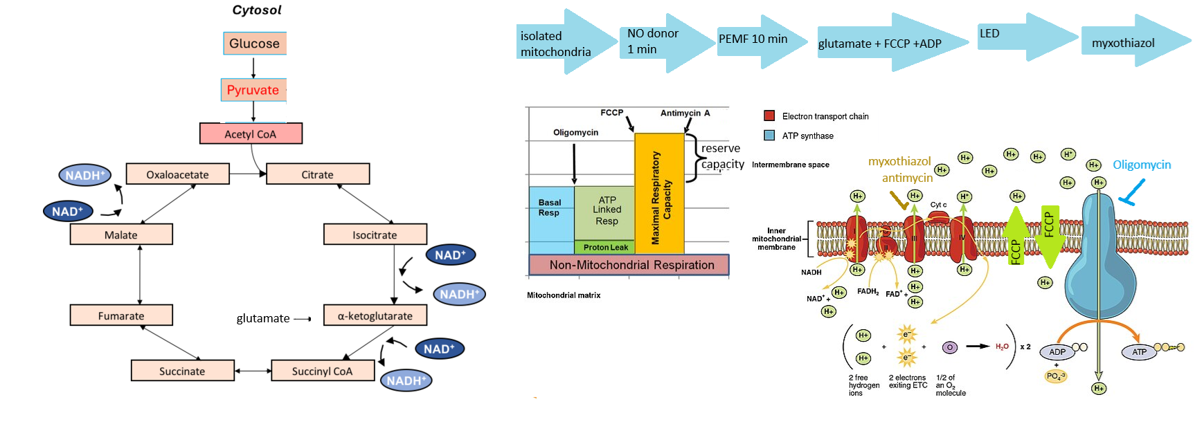 28 kHz PEMF mitochondria