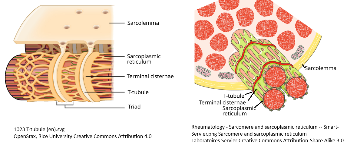 Muscle twitching and PEMF
