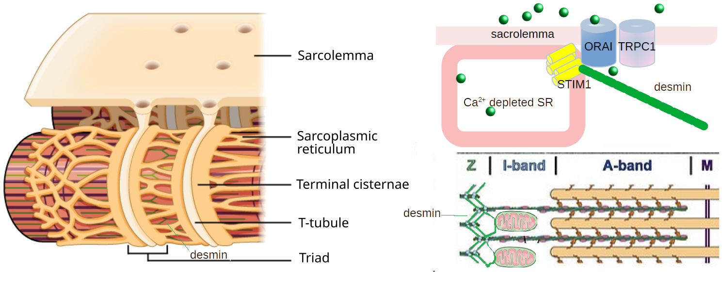 Desmin and mitohormesis