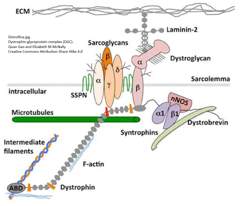 Dystrophin Smooth Muscle